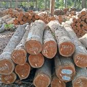 Soi cầ