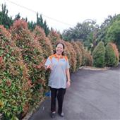 Giải v