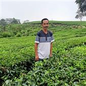 Phượng