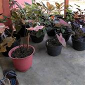 Giải esp