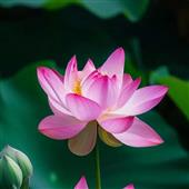 Mẹo ch