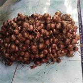 Cỗ Máy