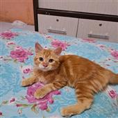 Điệu Piñ