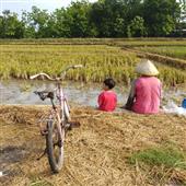 Vụ đán