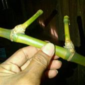 Trang 