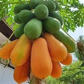 Dự đoá